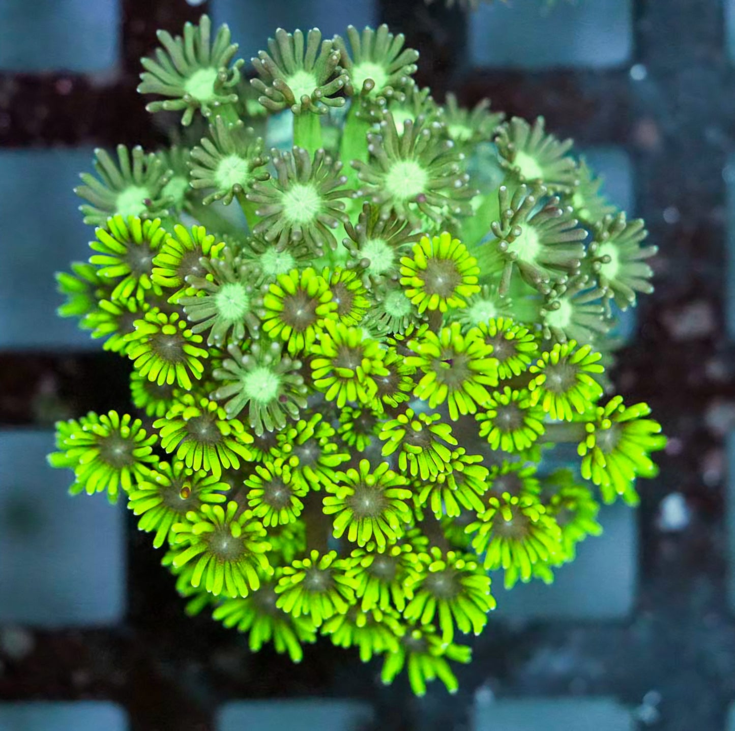 🤯Grafted Goblins Goniopora Colony🤯