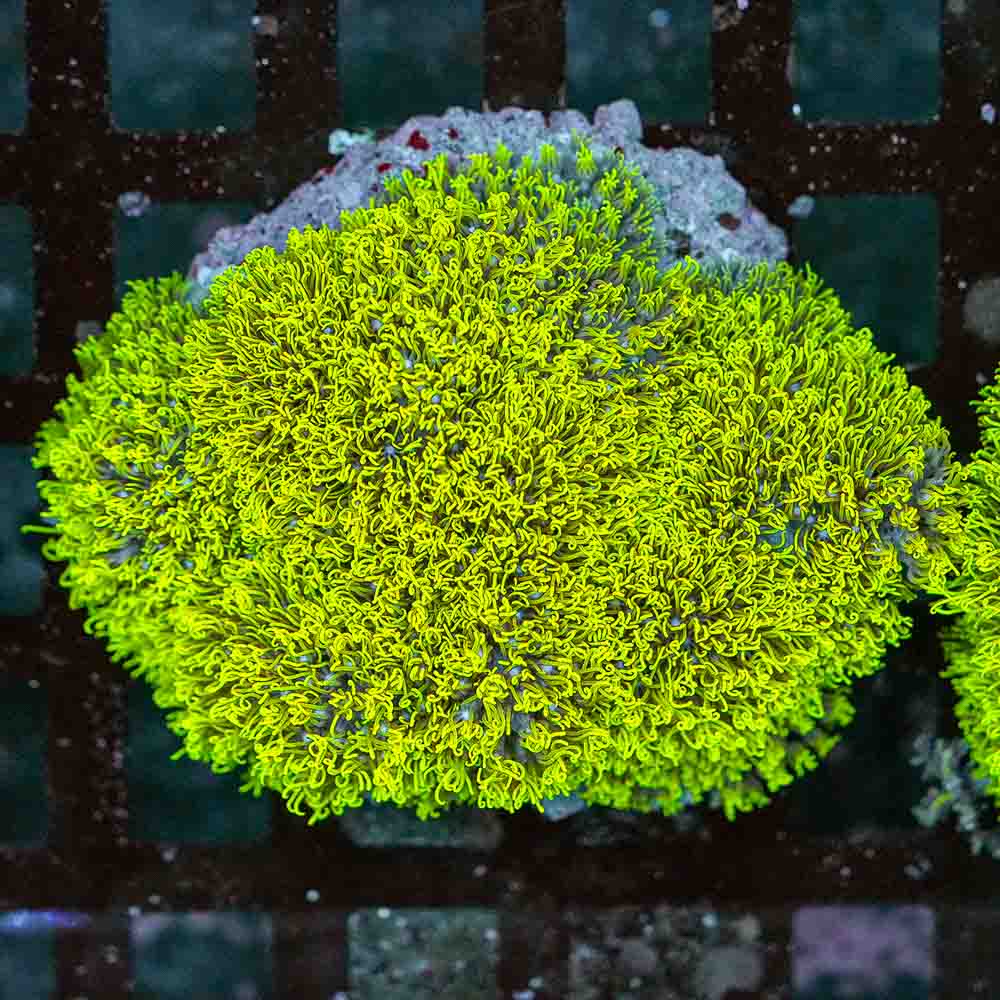 GSP Colony