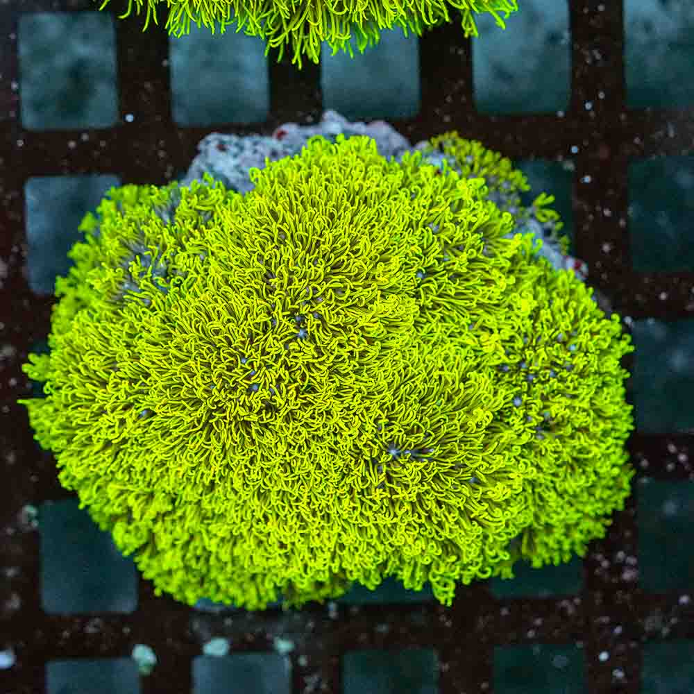 GSP Colony