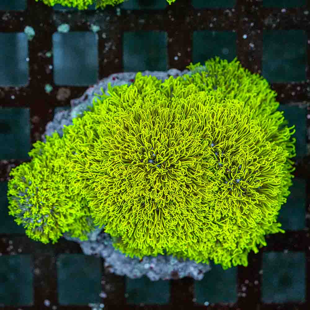 GSP Colony