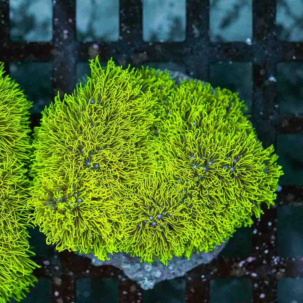 GSP Colony