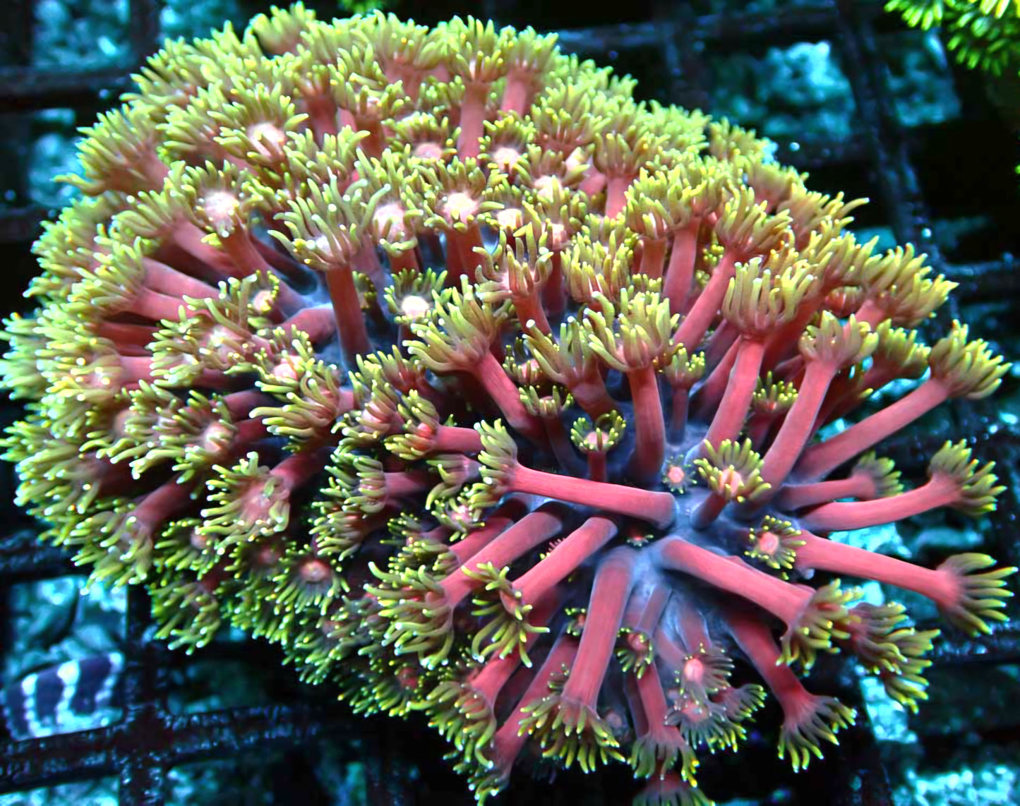 XL Fantasia Goniopora Colony OPENS BIG