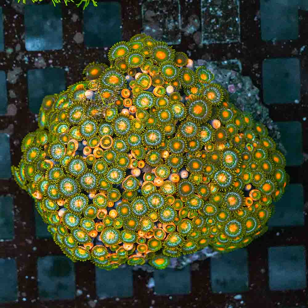 Mixed Zoa Colony