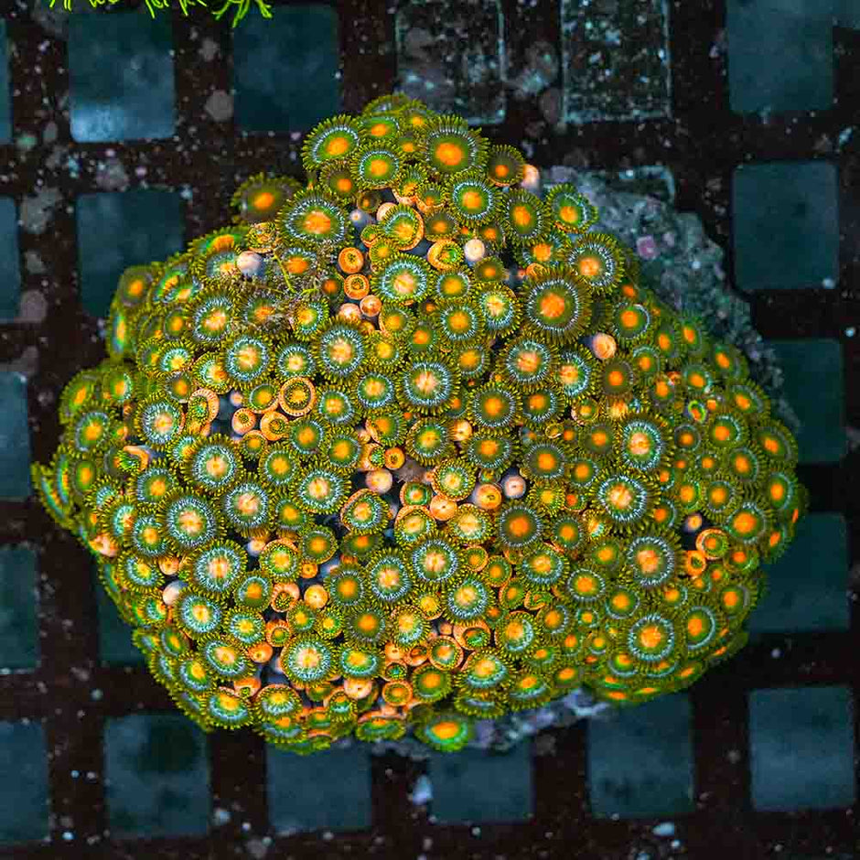 Mixed Zoa Colony