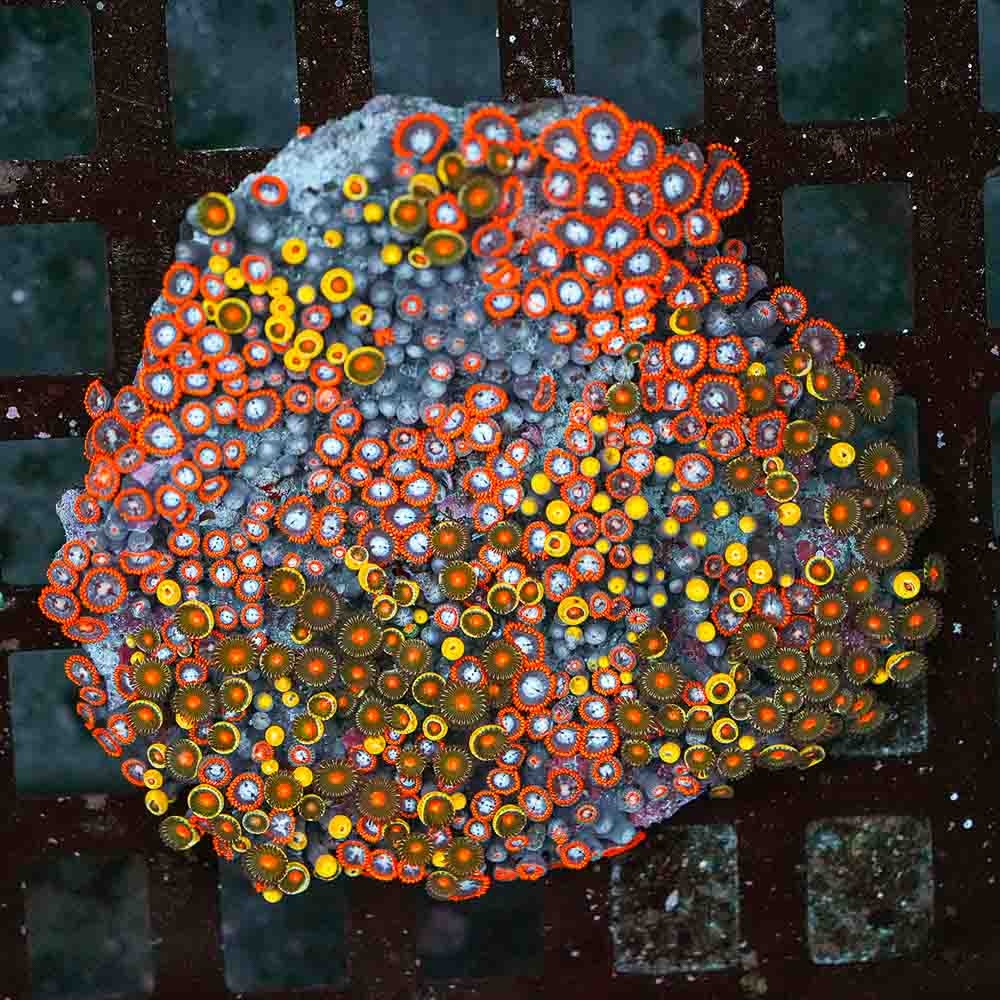 Kaboom Zoa Mix
