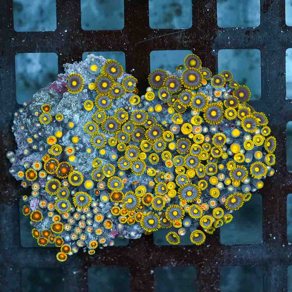 Blow Pop Zoa Mix