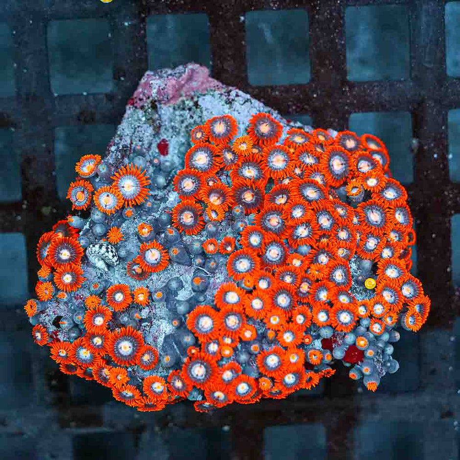 Flaming Rim Zoa Colony