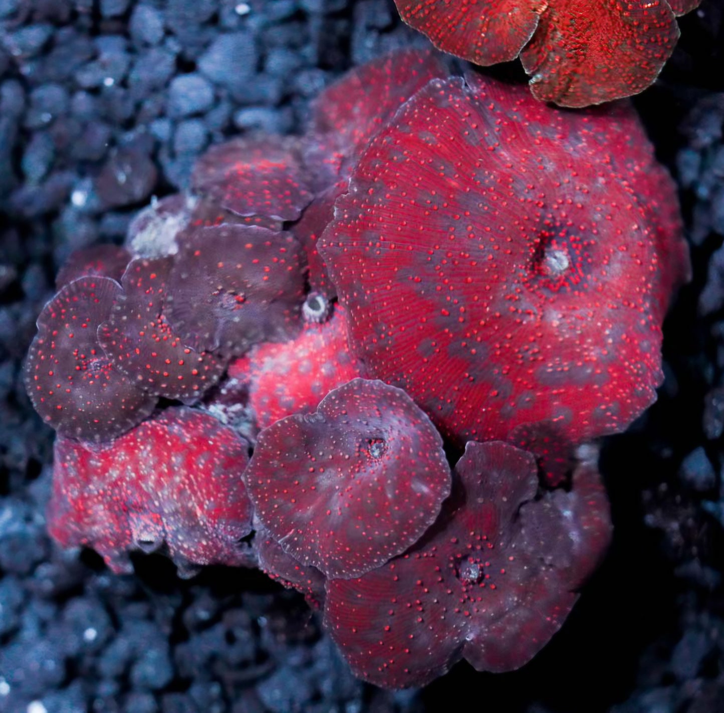 Red Interstellar Mushroom Colony