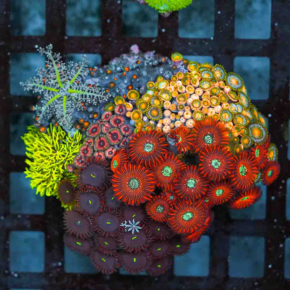 Epic Mixed Zoa Colony