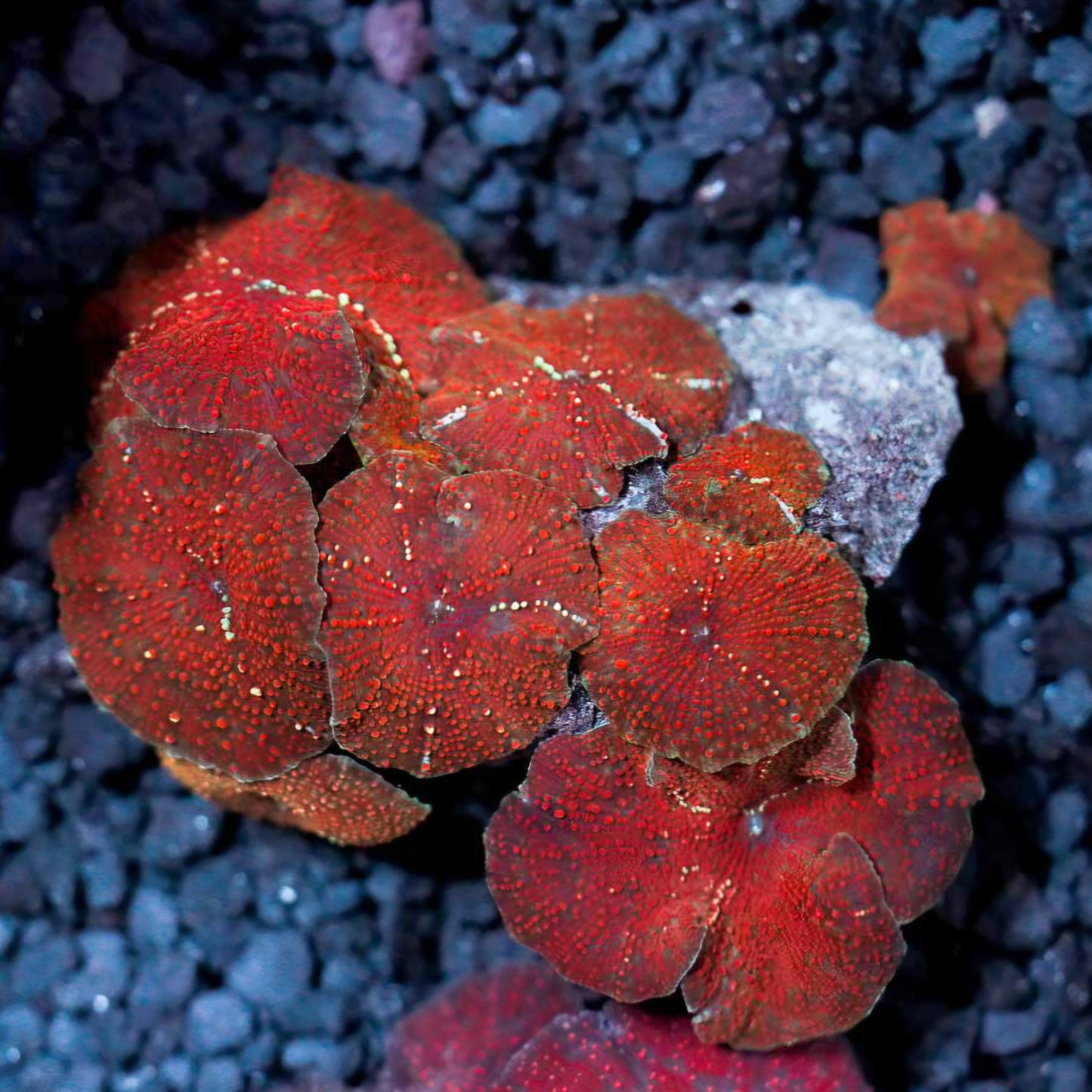 Darth Maul Mushroom Colony