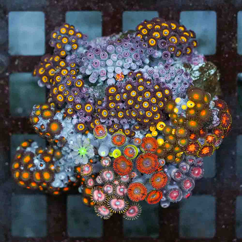 Epic Mixed Zoa Colony
