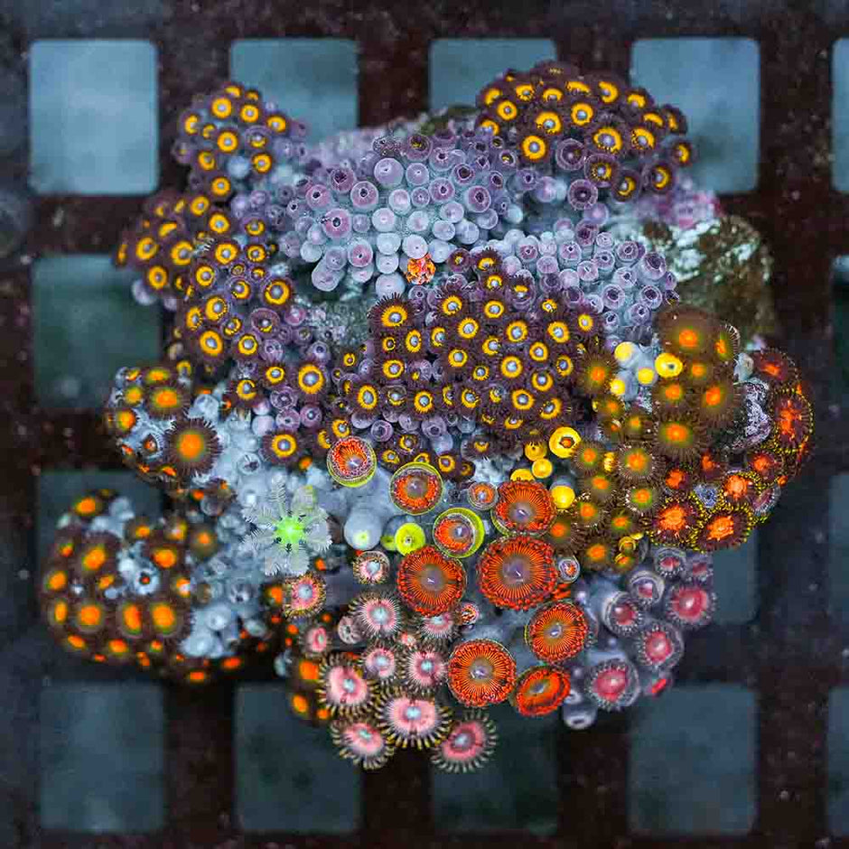 Epic Mixed Zoa Colony