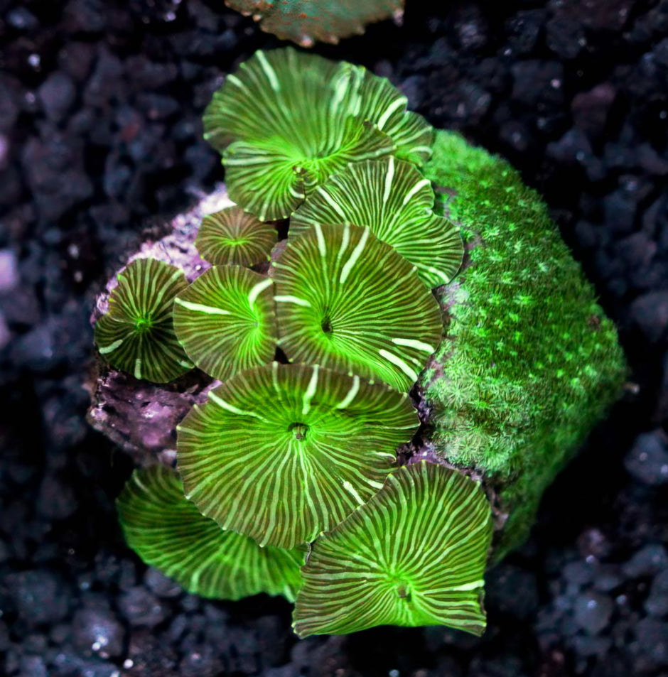 Watermelon Mushroom & Leptastrea Combo Colony