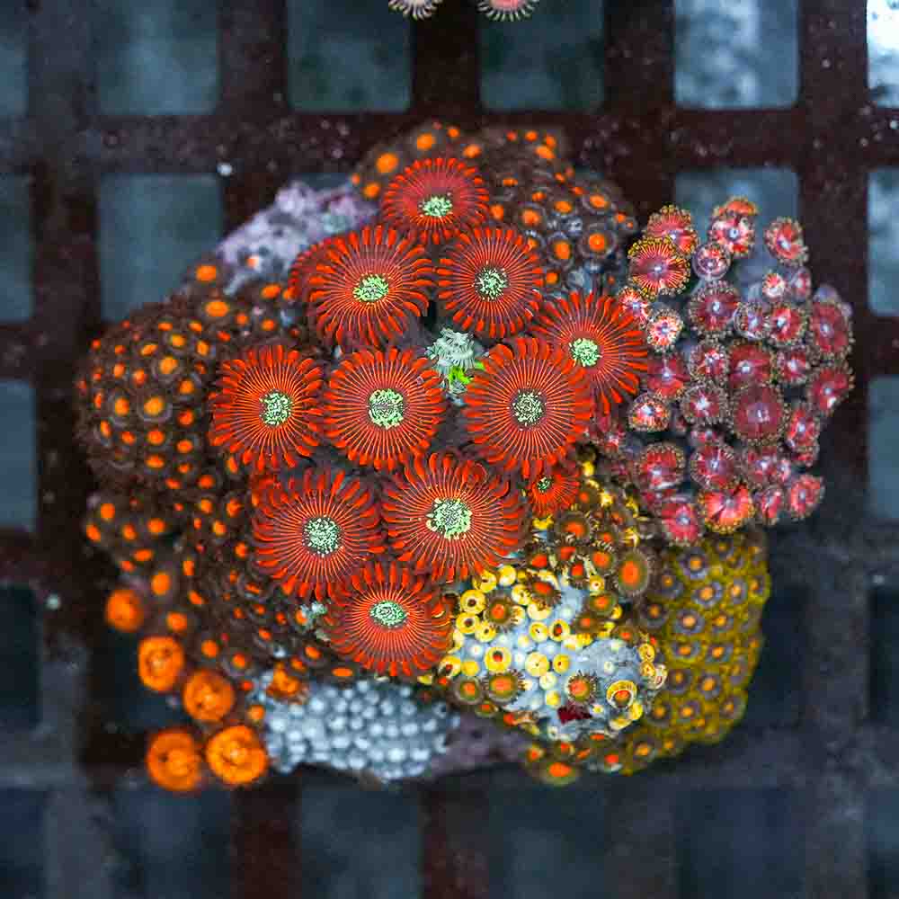 Epic Mixed Zoa Colony