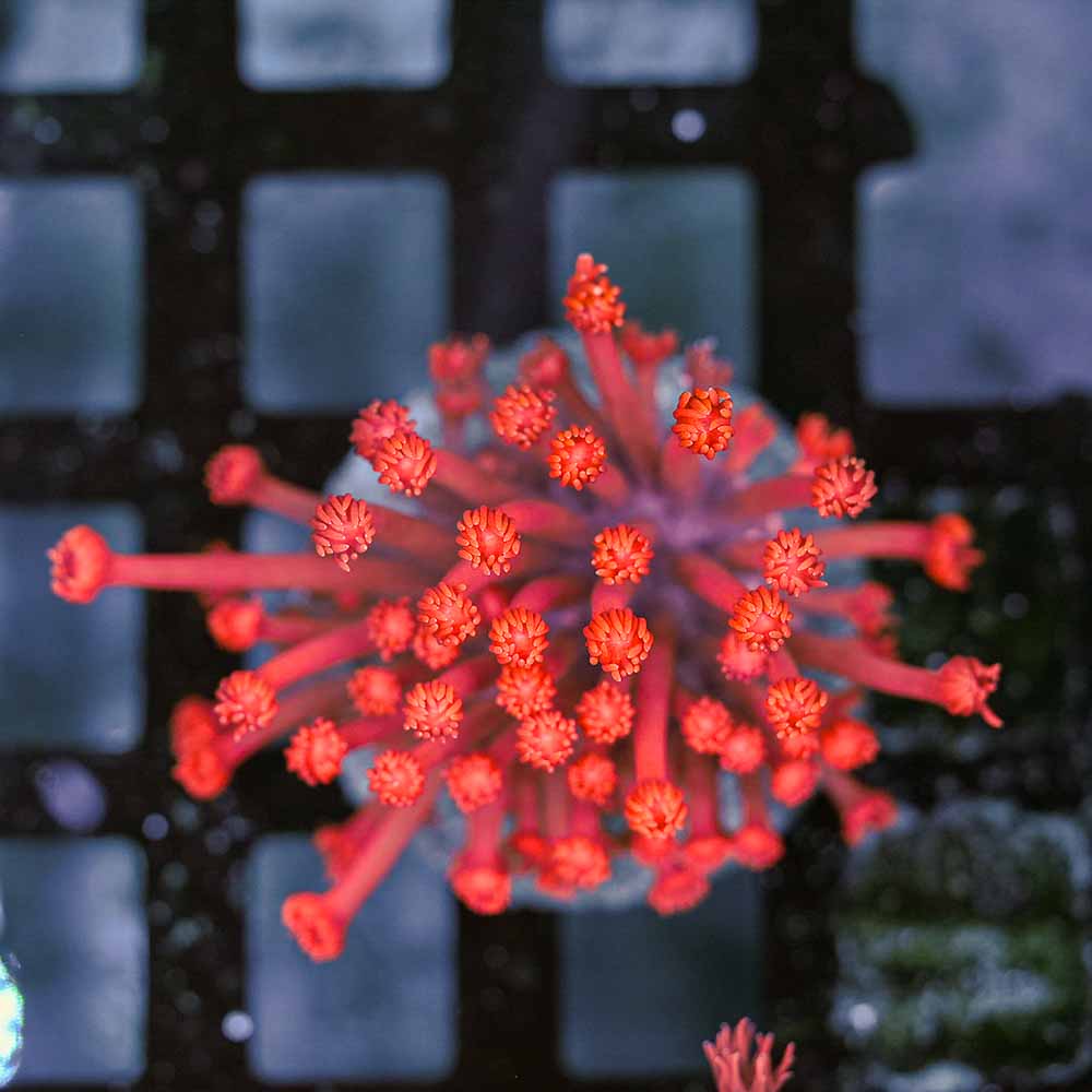 Flowerpot Long Tentacle Red NEON (M)