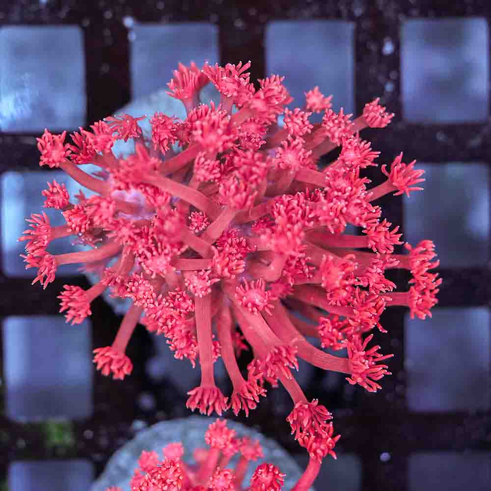 Flowerpot Long Tentacle Red NEON (M)