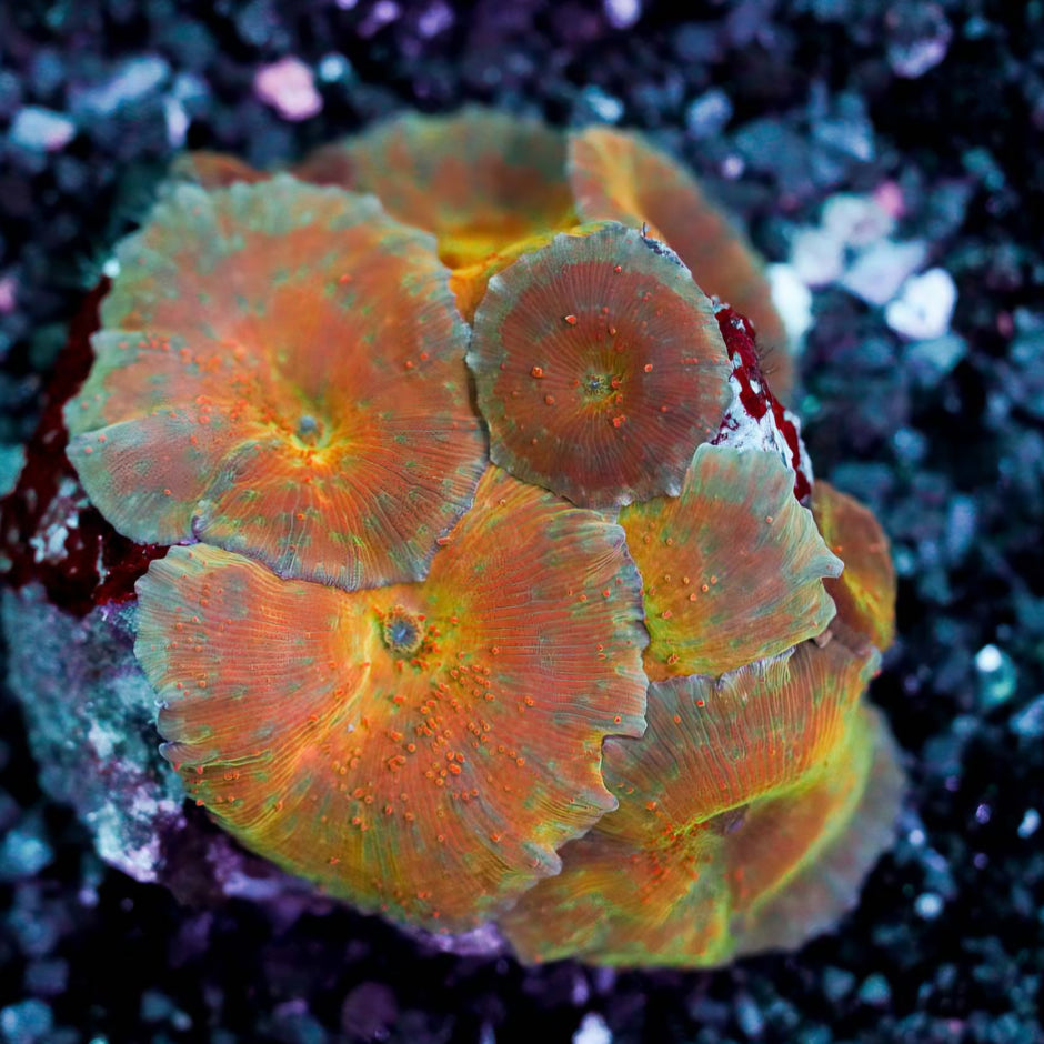 Beautiful Chaos Mushroom Colony