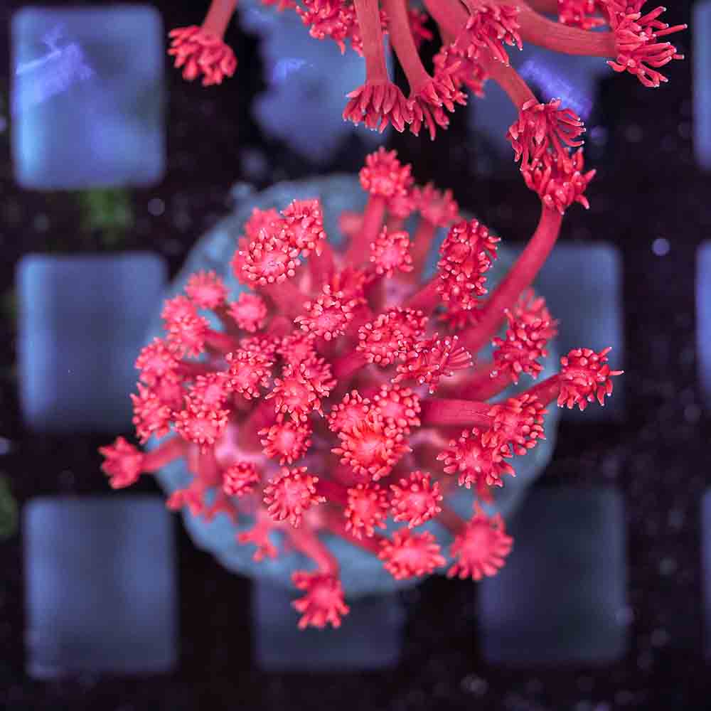 Flowerpot Long Tentacle Red NEON (M)