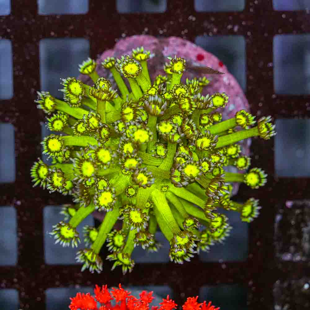 Flowerpot Godzilla (M)