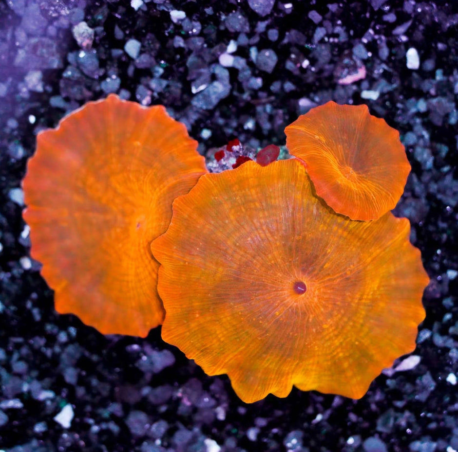 Chameleon Orange Mushroom Colony RARE