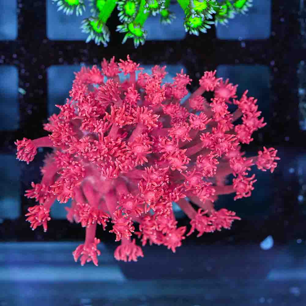 Flowerpot Long Tentacle Red NEON (M)