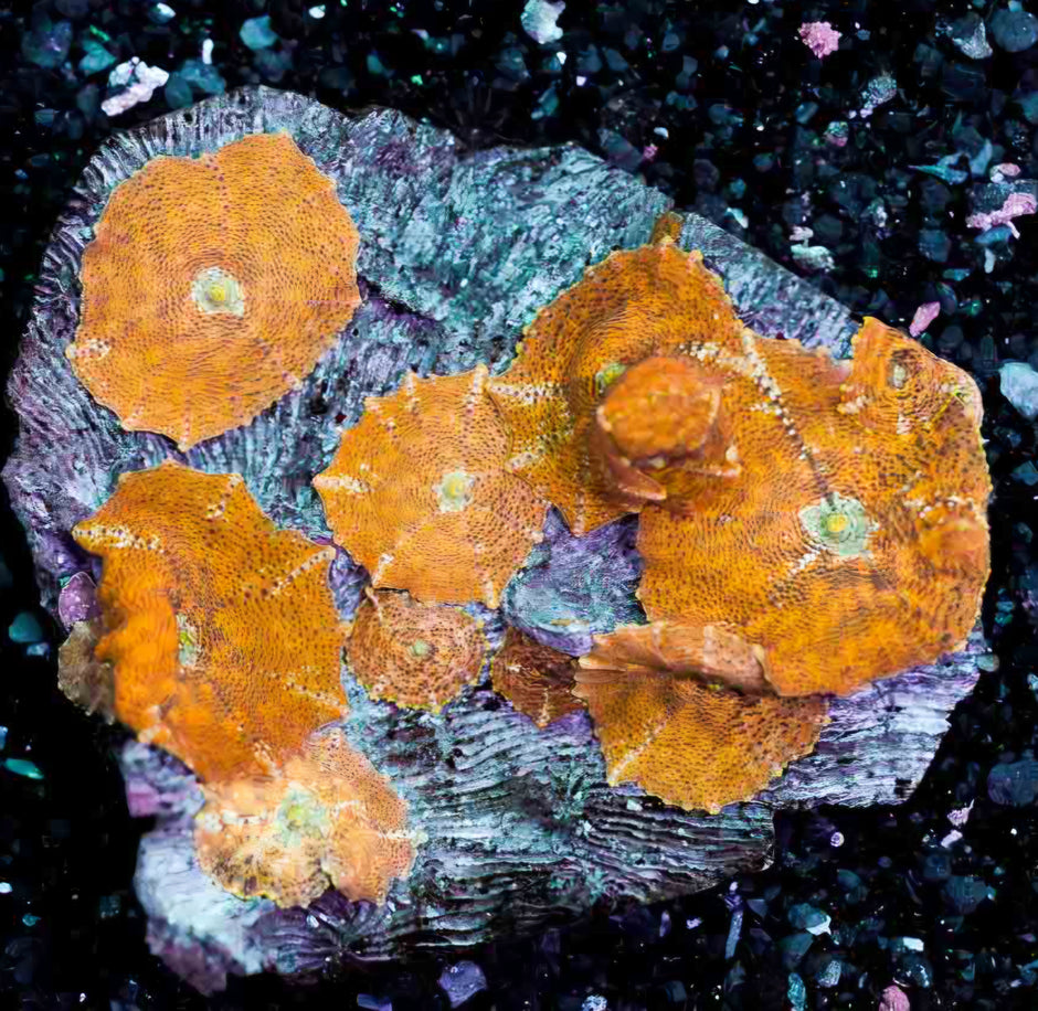 Arkane Gold Mushroom Colony