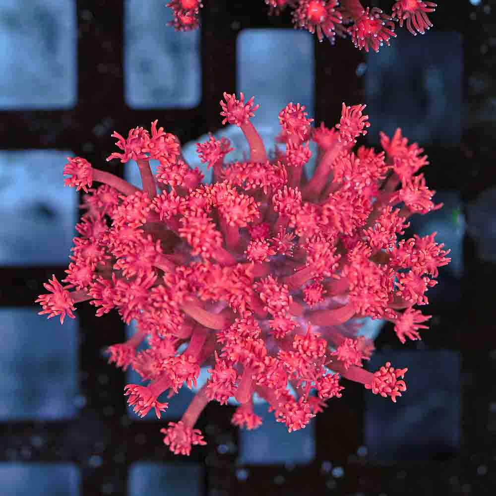 Flowerpot Long Tentacle Red NEON (M)