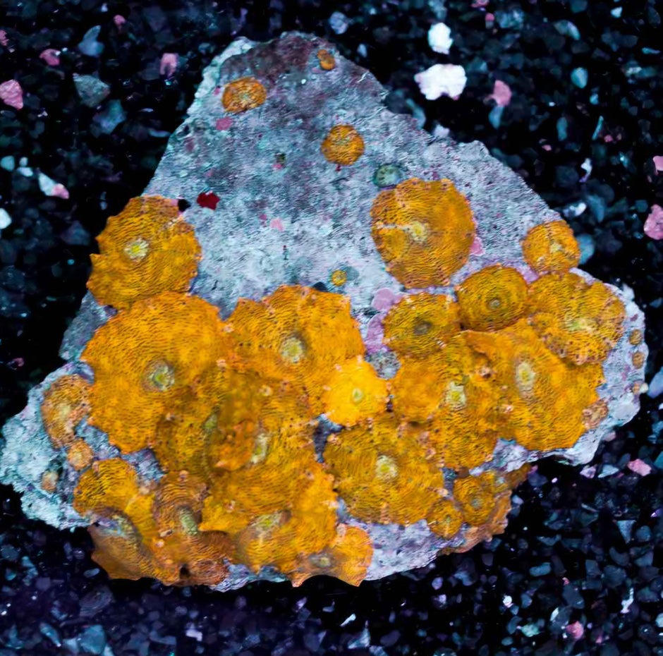Cheetah Mushroom Colony