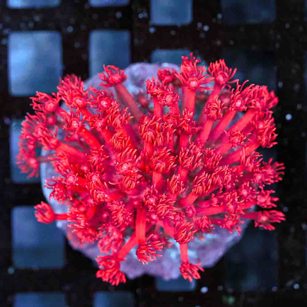 Flowerpot Long Tentacle Red NEON (M)