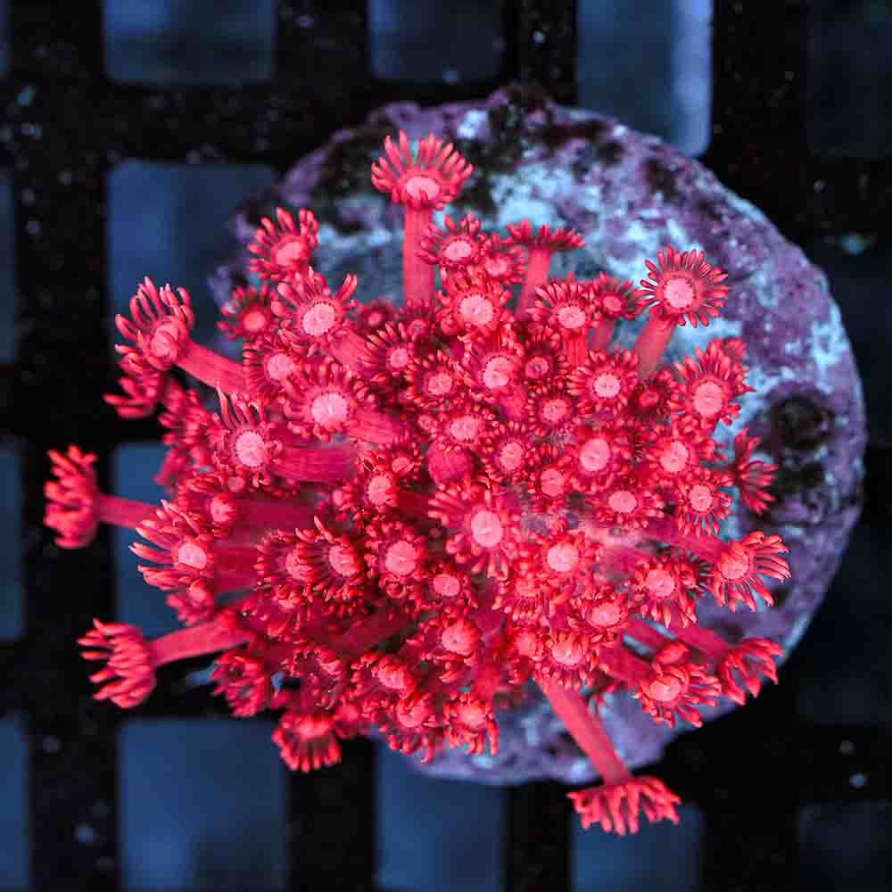 Flowerpot Long Tentacle Red NEON (M)