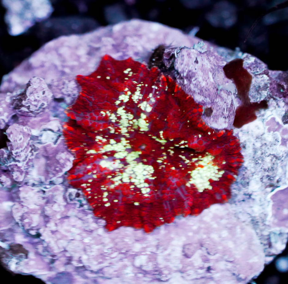 2.5" Real Red Devil Mushroom EXTREMELY RARE