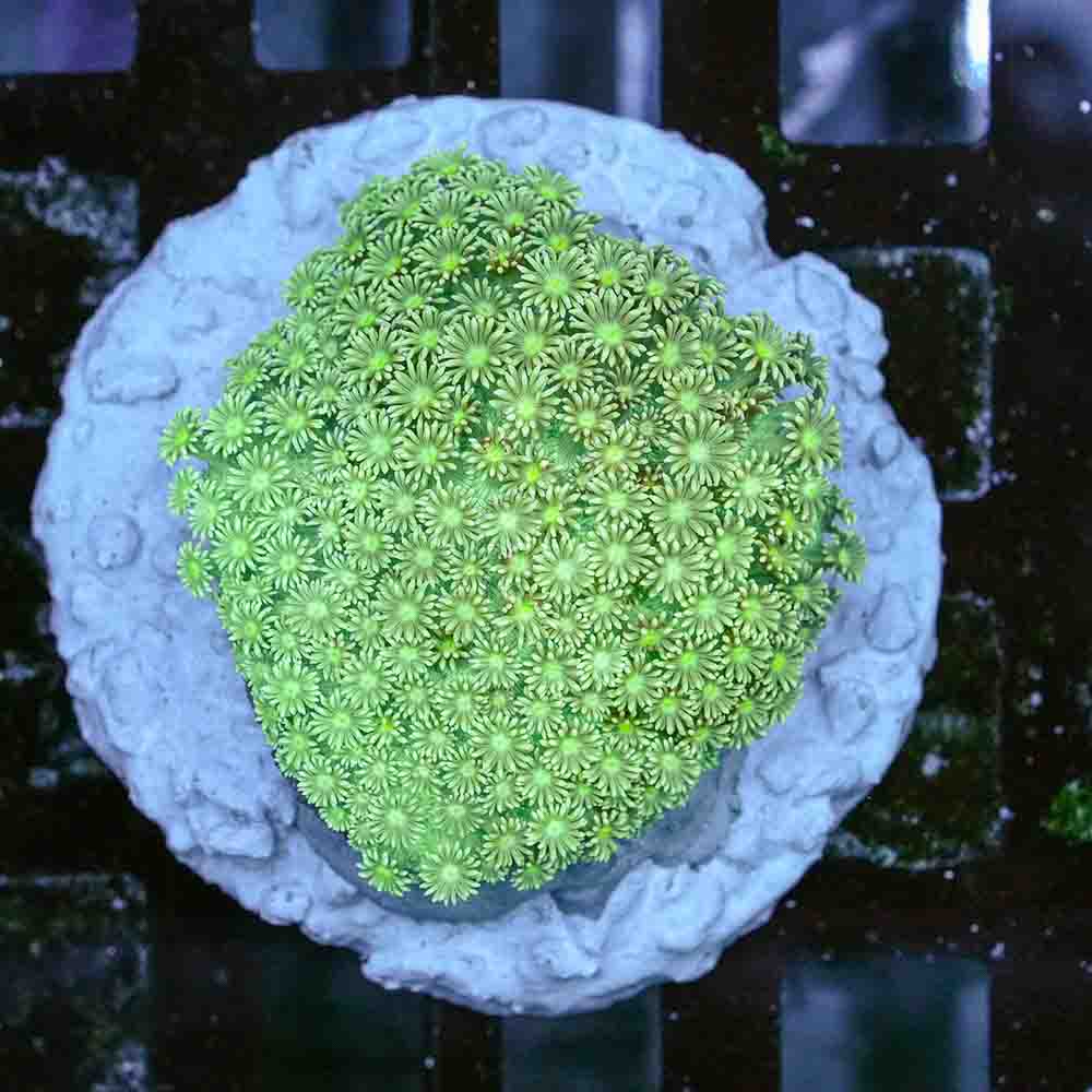 Flowerpot Var (M)