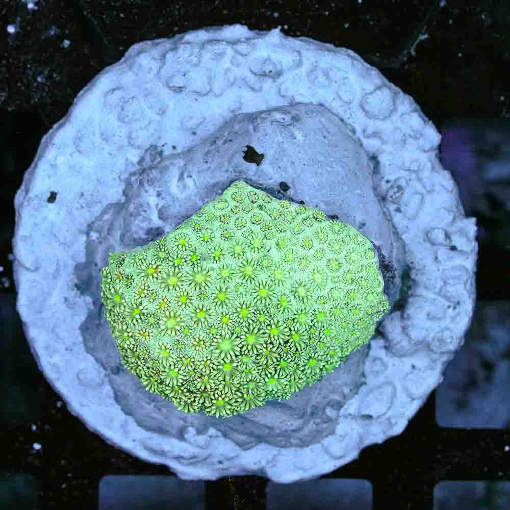 Flowerpot Var (M)