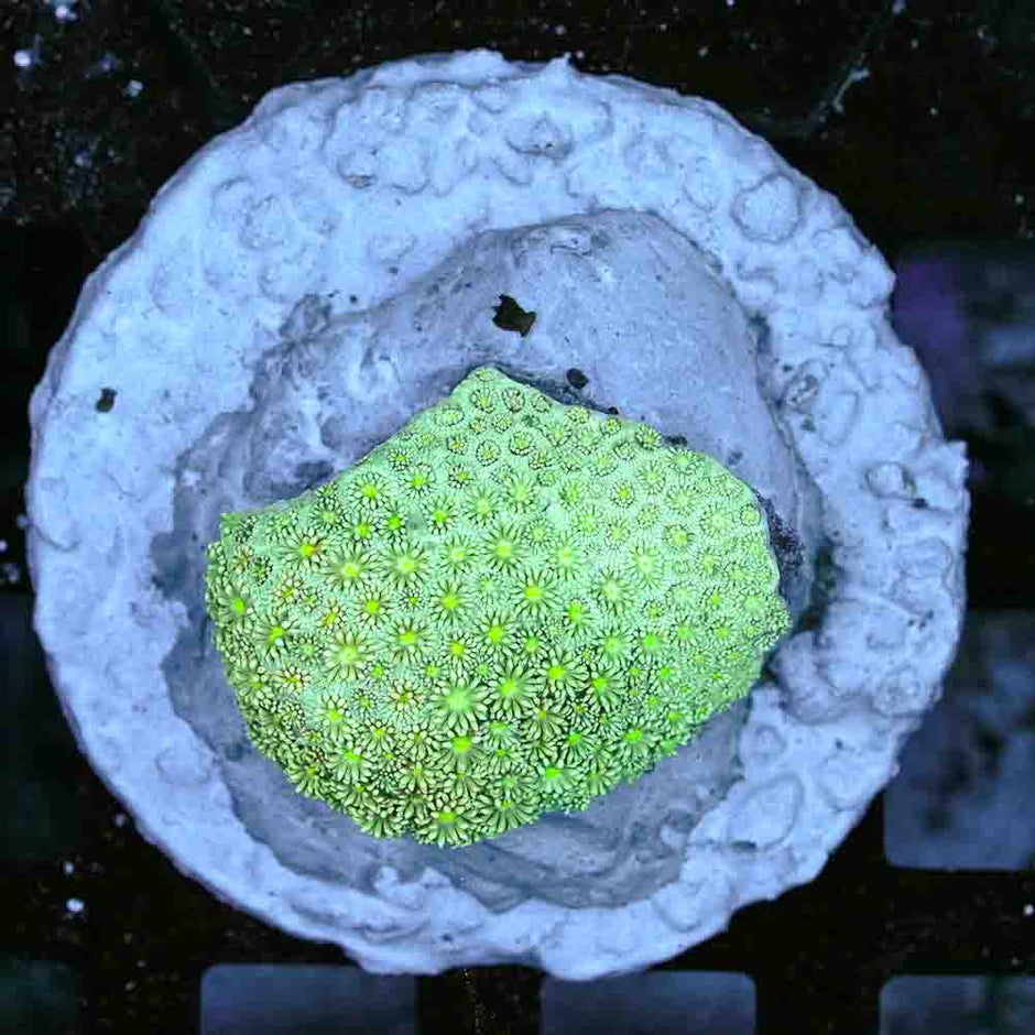 Flowerpot Var (M)