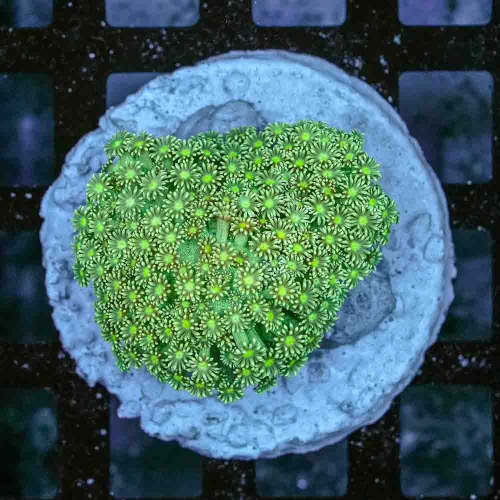 Flowerpot Var (M)