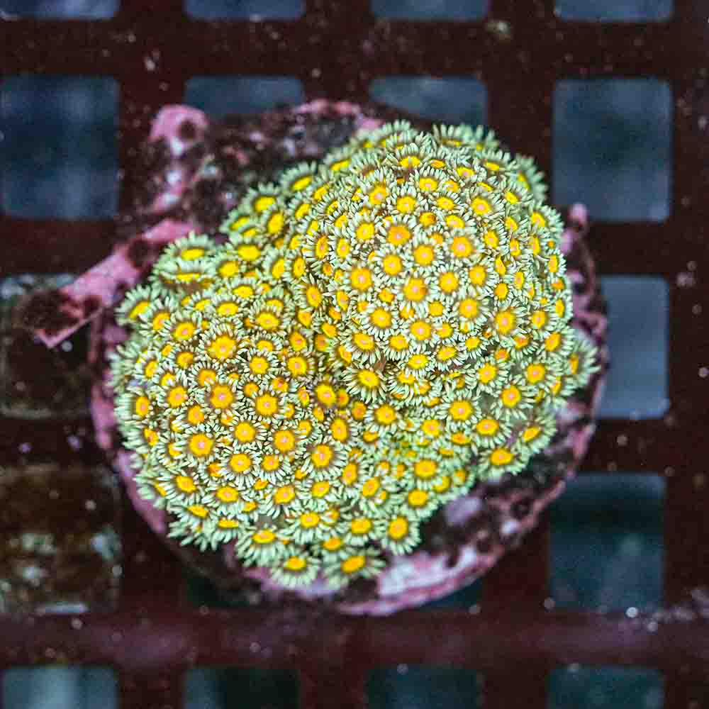 Flowerpot Long Tentacle Thin Flowers Green (M)