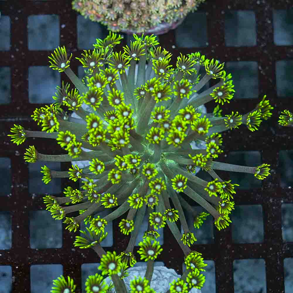 Flowerpot Var (M)