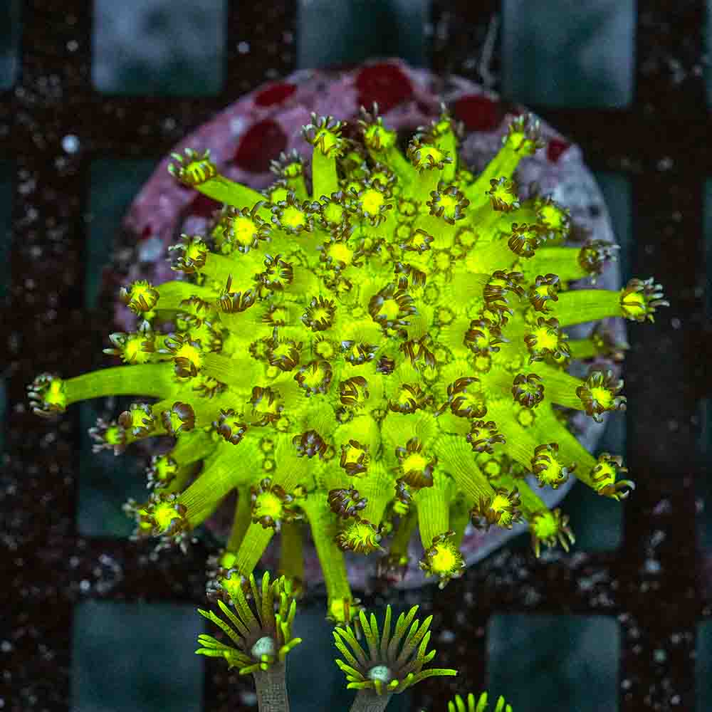 Flowerpot Var (M)