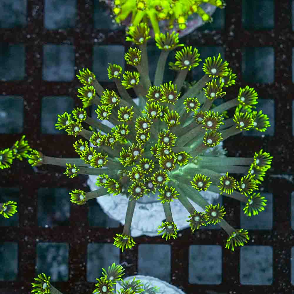 Flowerpot Var (M)