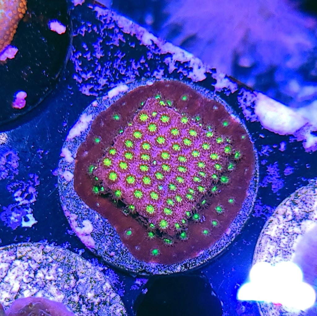 JF Bling Bling Cyphastrea