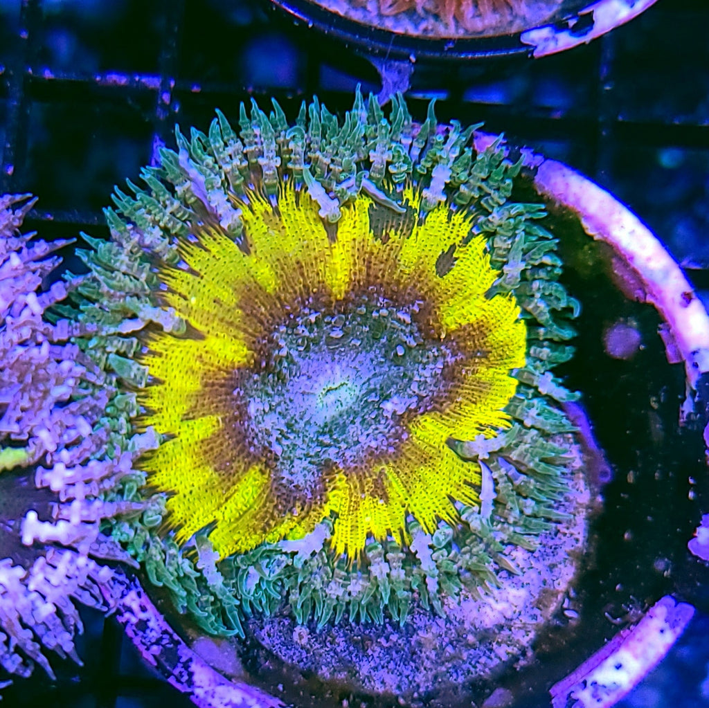 Shattered Soul Flower Anemone