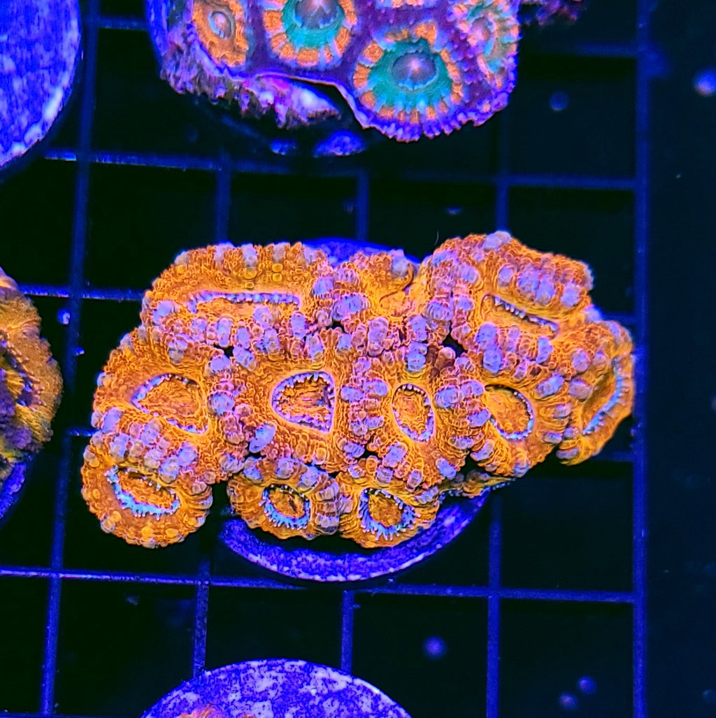 Hello Tangelo Acan Chunk