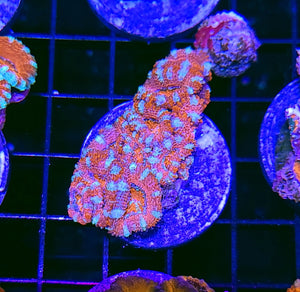 Candy Crush Acan Chunk