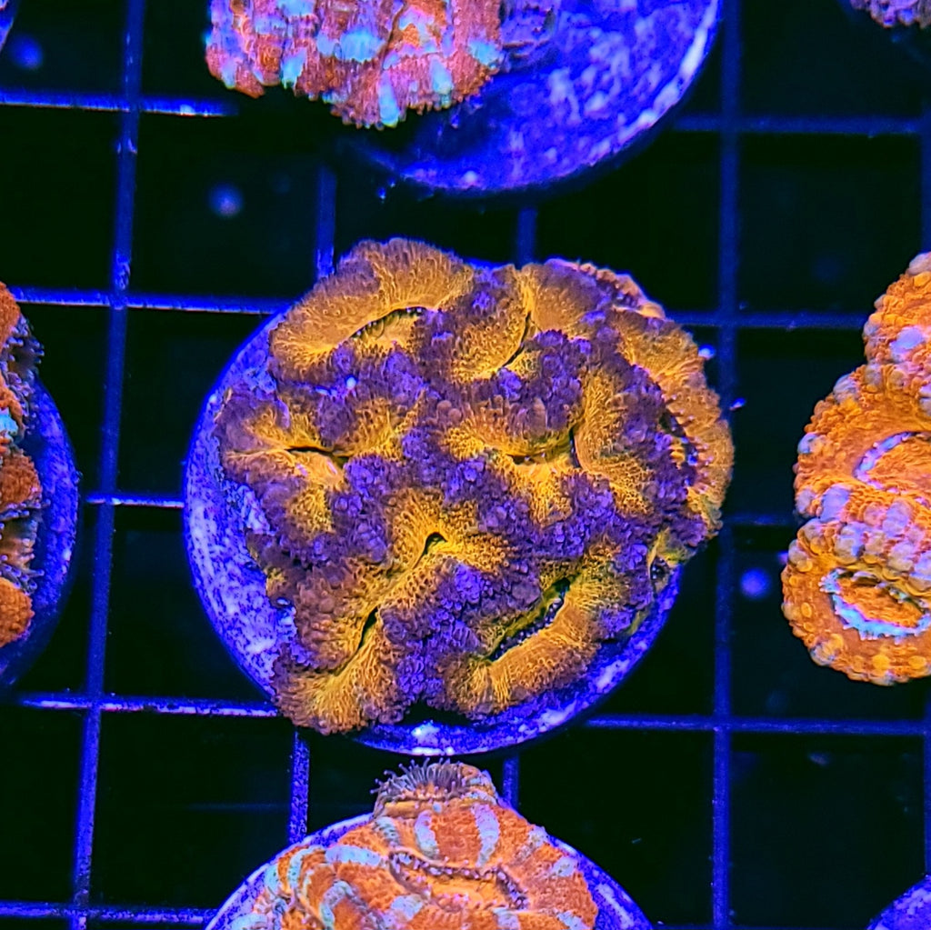 Glowing Embers Acan Chunk