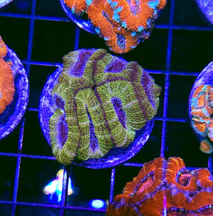 Aztec Gold Acan Chunk