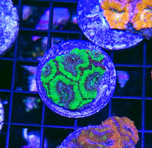 Electric Green Acan Chunk