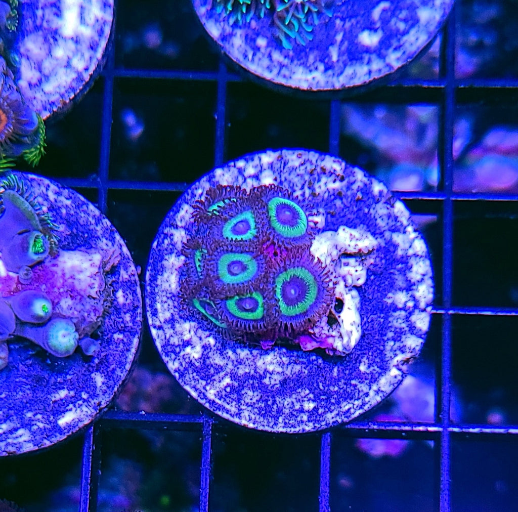 Atomic Halo Zoas