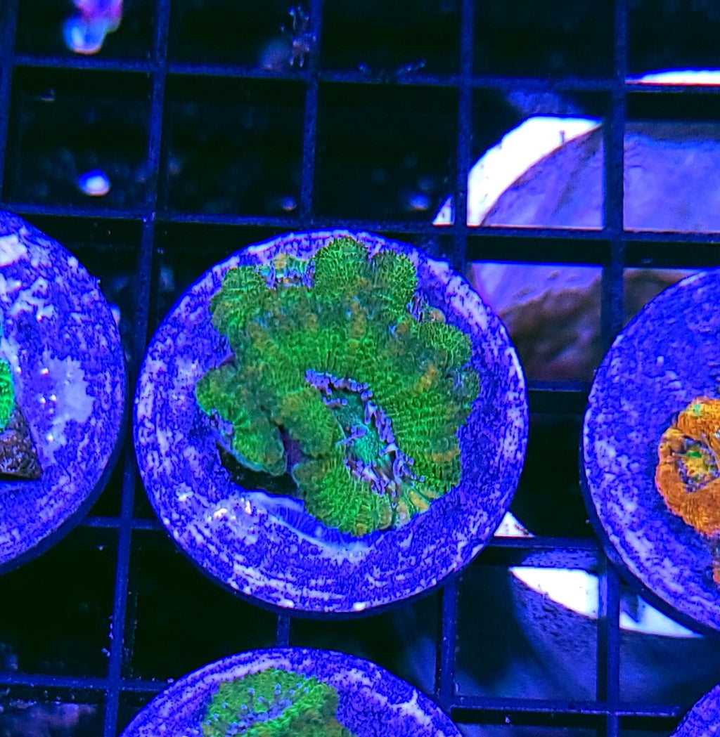 Toad Lips Acan