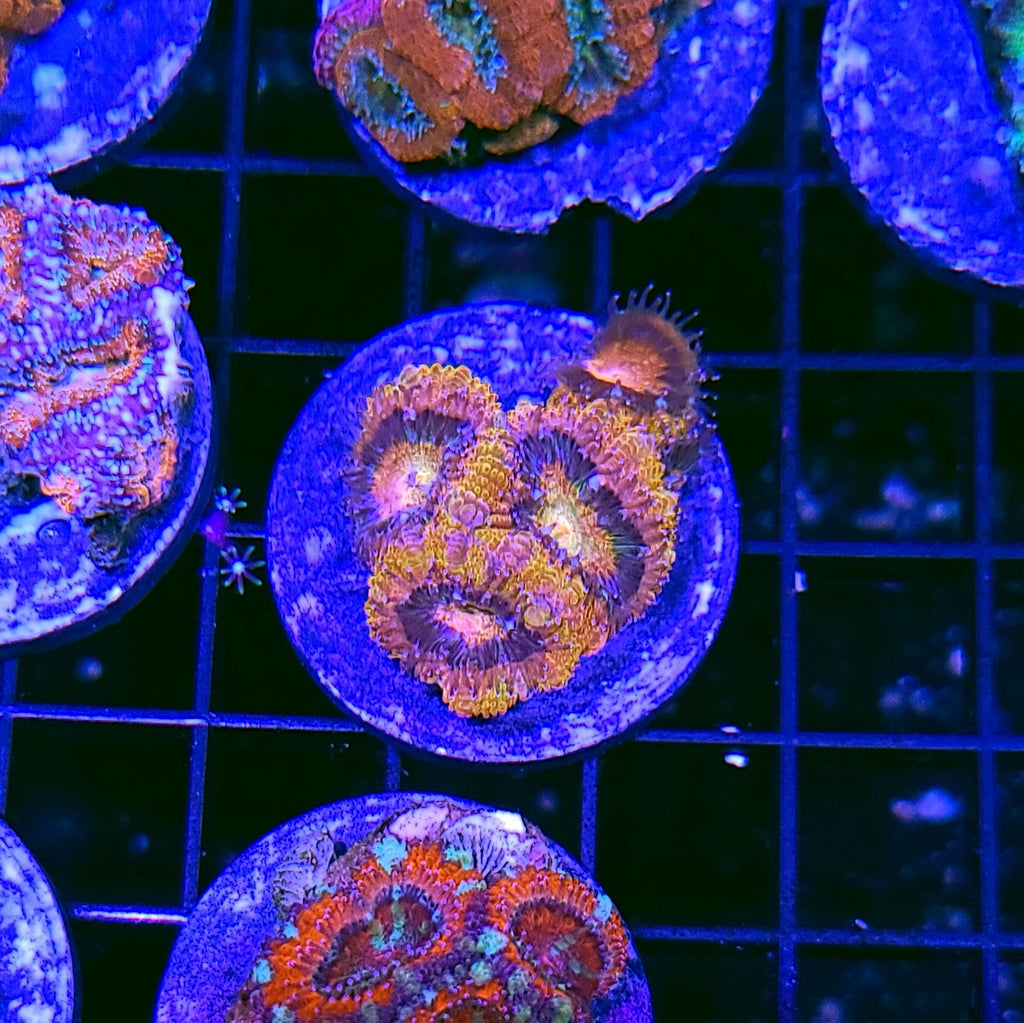 Molten Hologram Rainbow Acan Chunk