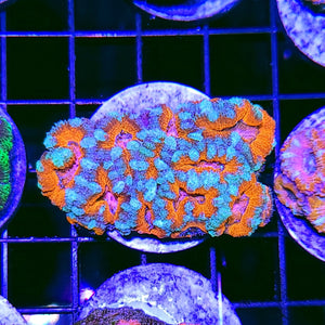 Tropical Storm Acan Chunk